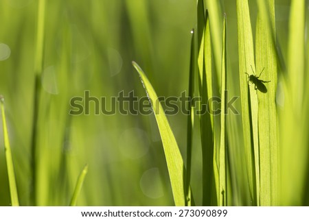 bands of light and shadow and the insect in the grass