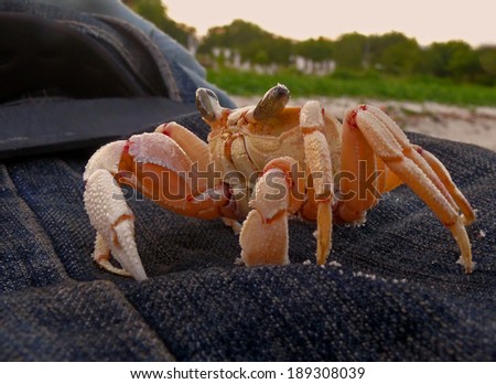 Large crab with large claws and eyes.