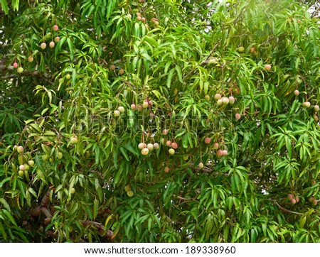 Africa, Mozambique. Mango tree Laden with fruit mango.