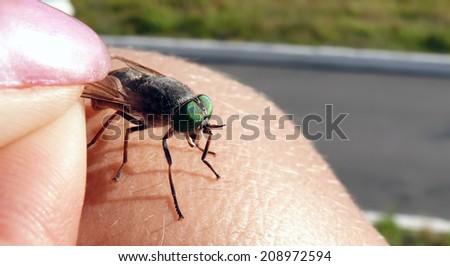 Green fly. The hand holding fly the wing.
