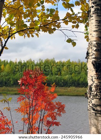 Landscape nature. Autumn. Trees with yellow leaves on the background of the river.
