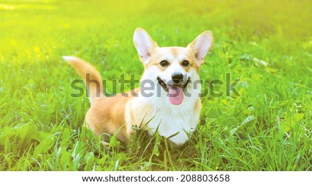 Funny dog Welsh Corgi Pembroke on the grass summer
