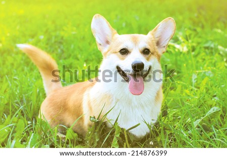 Positive dog Welsh Corgi Pembroke on the grass summer
