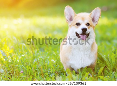 Happy dog Welsh Corgi Pembroke on the grass in summer sunny day