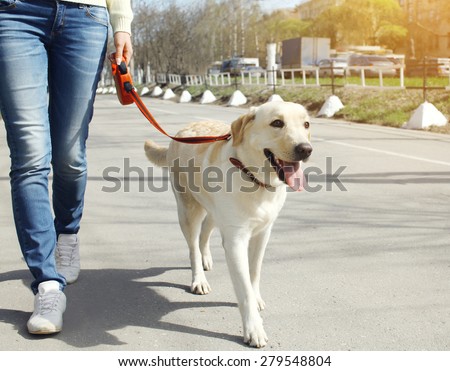 Owner and labrador retriever dog walking in the city