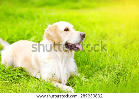 Portrait of beautiful Golden Retriever dog lying on the green grass in sunny summer day