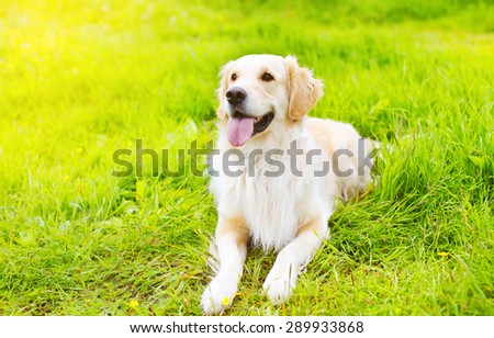 Beautiful Golden Retriever dog lying on the grass in sunny summer day