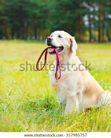 Happy Golden Retriever dog with leash sitting on grass in summer day