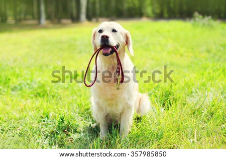 Beautiful Golden Retriever dog with leash sitting on grass in summer day