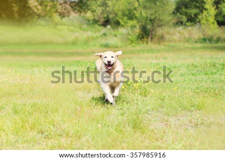 Happy Golden Retriever dog running on grass in summer day
