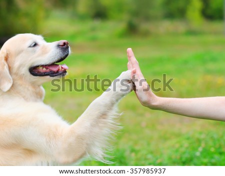 Golden Retriever dog giving paw owner, closeup photo