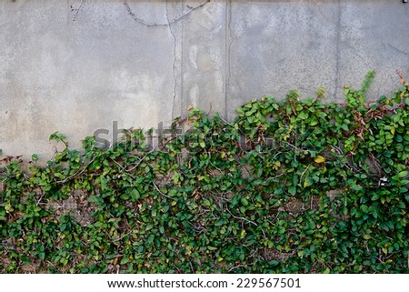 Empty wall with leaf side of frame - vintage
