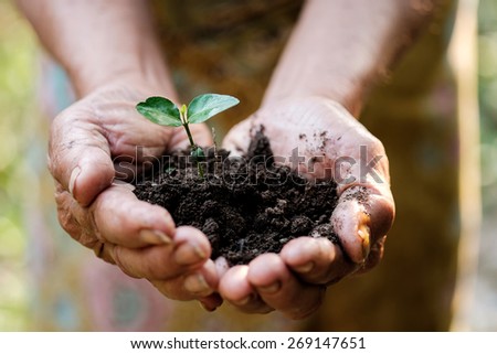 Hands of old woman holding a green young plant