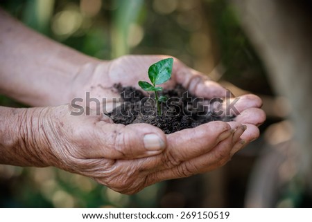 Hands of old woman holding a green young plant
