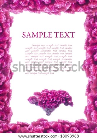 Pink frame of flowers celosia