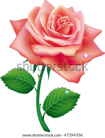 மதிப்பீடுகள் பெற்ற தலைமை நடத்துனர் இராஜா அவர்களை வாழ்த்தலாம் வாங்க   - Page 2 Stock-vector-illustration-of-single-rose-47394706