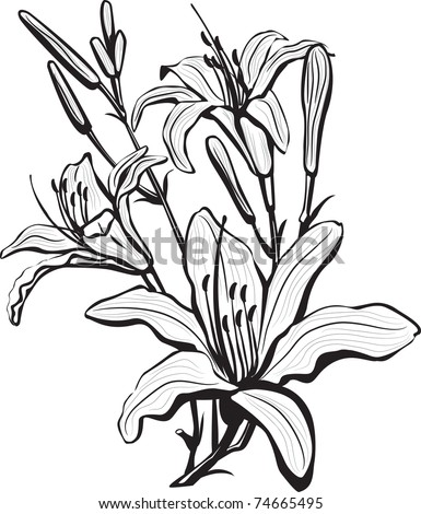 Lily Flower Outline