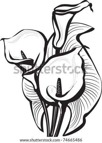 stock vector Sketch of calla lilies flowers