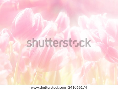 Blur Soft Tulip flower, extreme closeup, abstract spring nature made with pastel tones