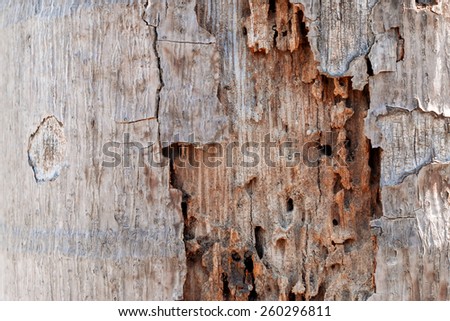Traces of termites on old wood