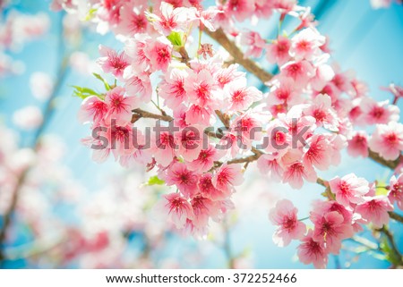 Soft focus Cherry Blossom or Sakura flower on nature background