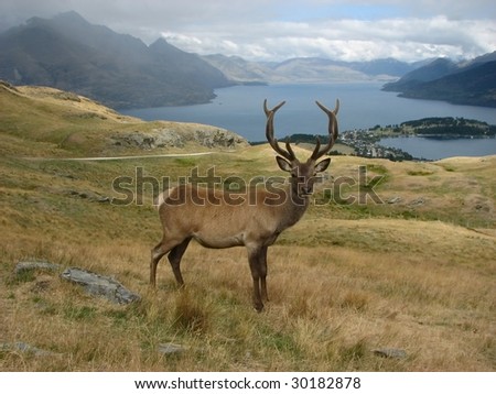 Deer in Deer Park, New Zealand