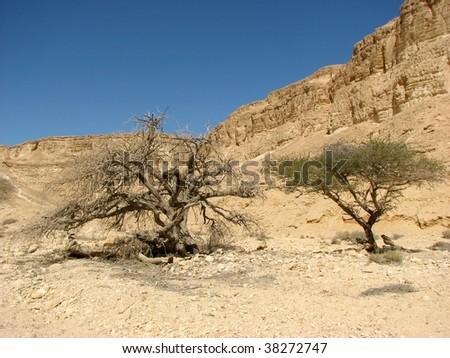 Vadi Barak in Negev desert.The Negev is the desert region of southern Israel. The indigenous Bedouin citizens of the region refer to the desert as al-Naqab.