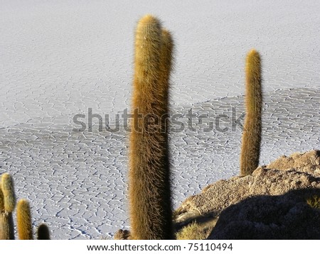 Incahuasi Island, Salar de Uyuni, Bolivia-coral island, located in the heart of the i salt marsh, who once was the sea. On the island grow huge cacti, some reaching a height of 10 meters or more.