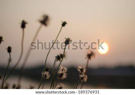 Nature background with grass and sunset in the back