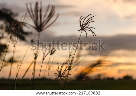 grass in the meadow and sunset in the back