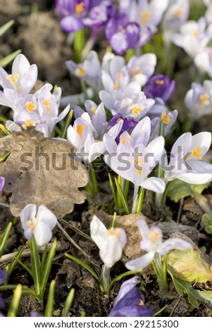 First crocuses and last years oak leaf in the garden