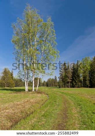 Early Spring in the park with birches next to pathway, yellow last year\'s grass and blue sky