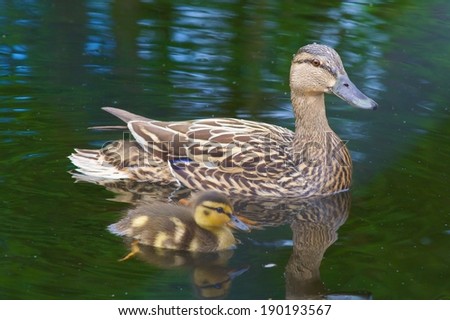 Swimming Ducks Together with Mom