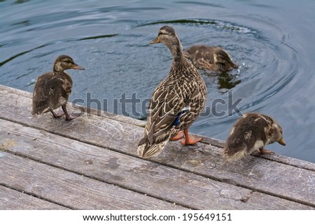 Duck Family Jumping on  a Dock Jumping in Water