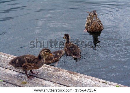 Duck Family Jumping in Water
