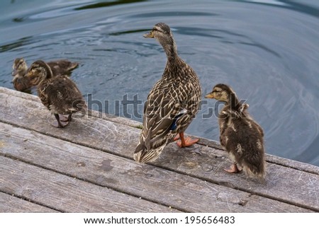 Duck Family Mother Duckling Flapping Wings