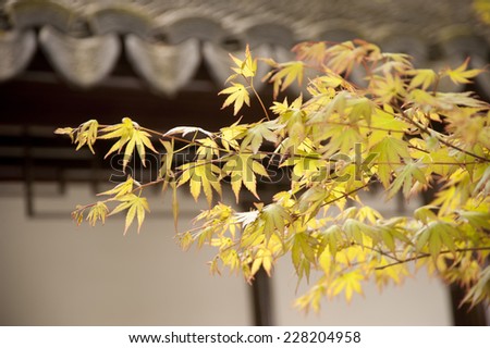 Maple tree leaves with Chinese roof tiles