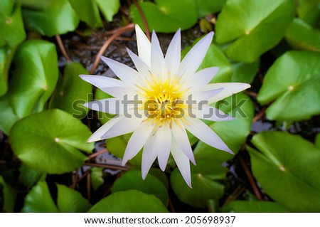 White Lotus bloom