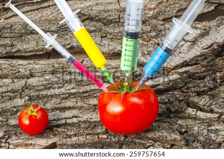 Genetically modified organism - ripe tomato with syringes