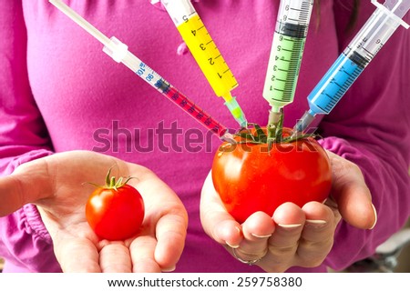 Genetically modified organism - ripe tomato with syringes in the hands of women
