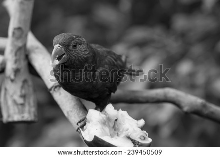 Rainbow Lorikeet Parrot in Black and White