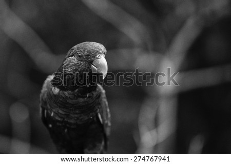 Rainbow Lorikeet Parrot Bird Close Up in Black and White Strong Contrast Film Grain Texture with Blur Background