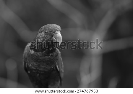 Rainbow Lorikeet Parrot Bird Close Up in Black and White  with Blur Background