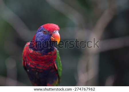 Red, Blue and Green Rainbow Lorikeet Parrot Bird Close Up with Blur Background