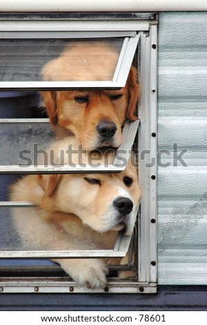 Dogs in window