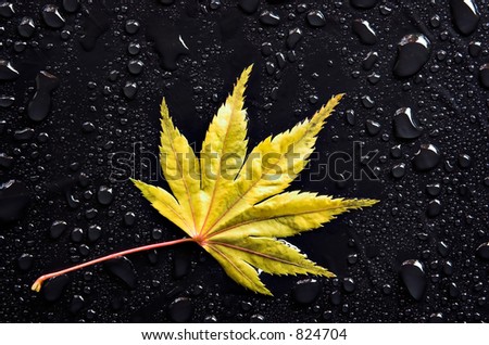 A red Japanese Maple leaf among raindrops