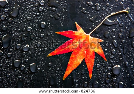 red japanese maple leaves. stock photo : A red Japanese Maple leaf among raindrops