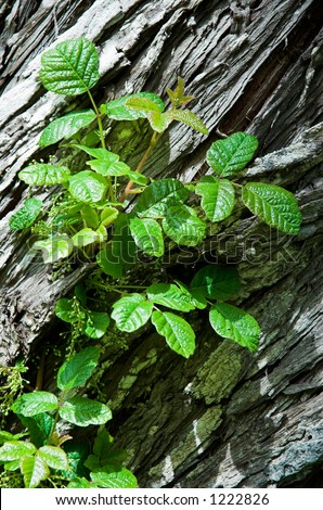 poison oak pictures on skin. stock photo : Poison Oak in