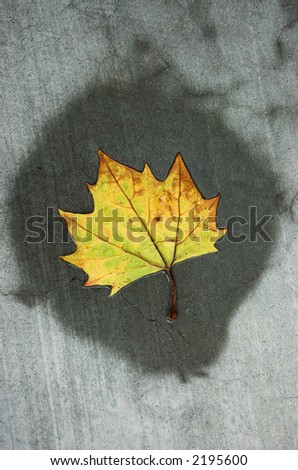 Colorful sycamore leaf lying in a puddle on a city sidewalk