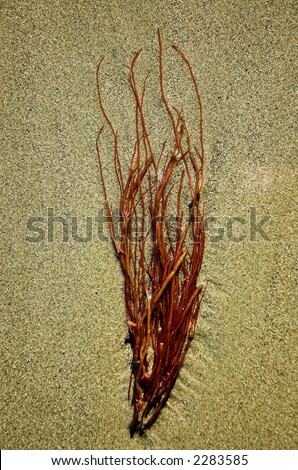A branch of red seaweed left by the tide on a beach